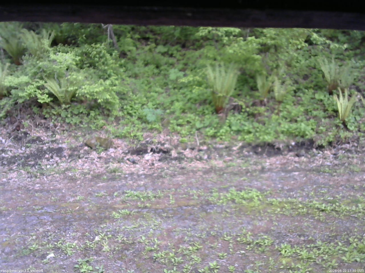 長野県菅平高原 ゆたか山荘 東側(坂下) 2026/05/22 17:30