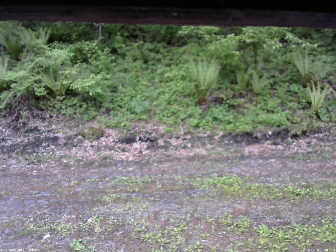 長野県菅平高原 ゆたか山荘 東側(坂下) 2026/05/23 05:30