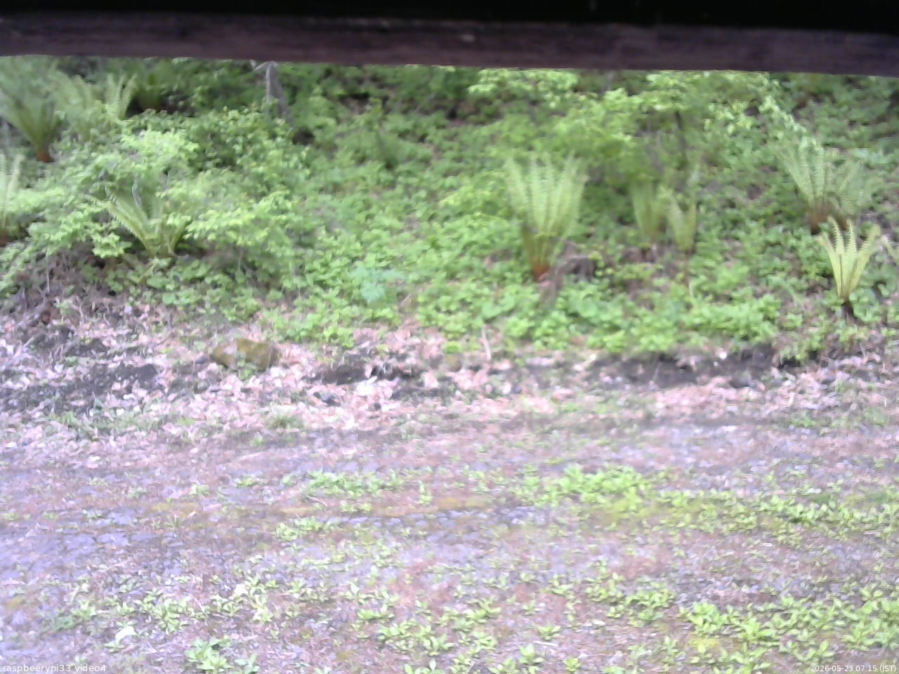 長野県菅平高原 ゆたか山荘 東側(坂下) 2026/05/23 07:15