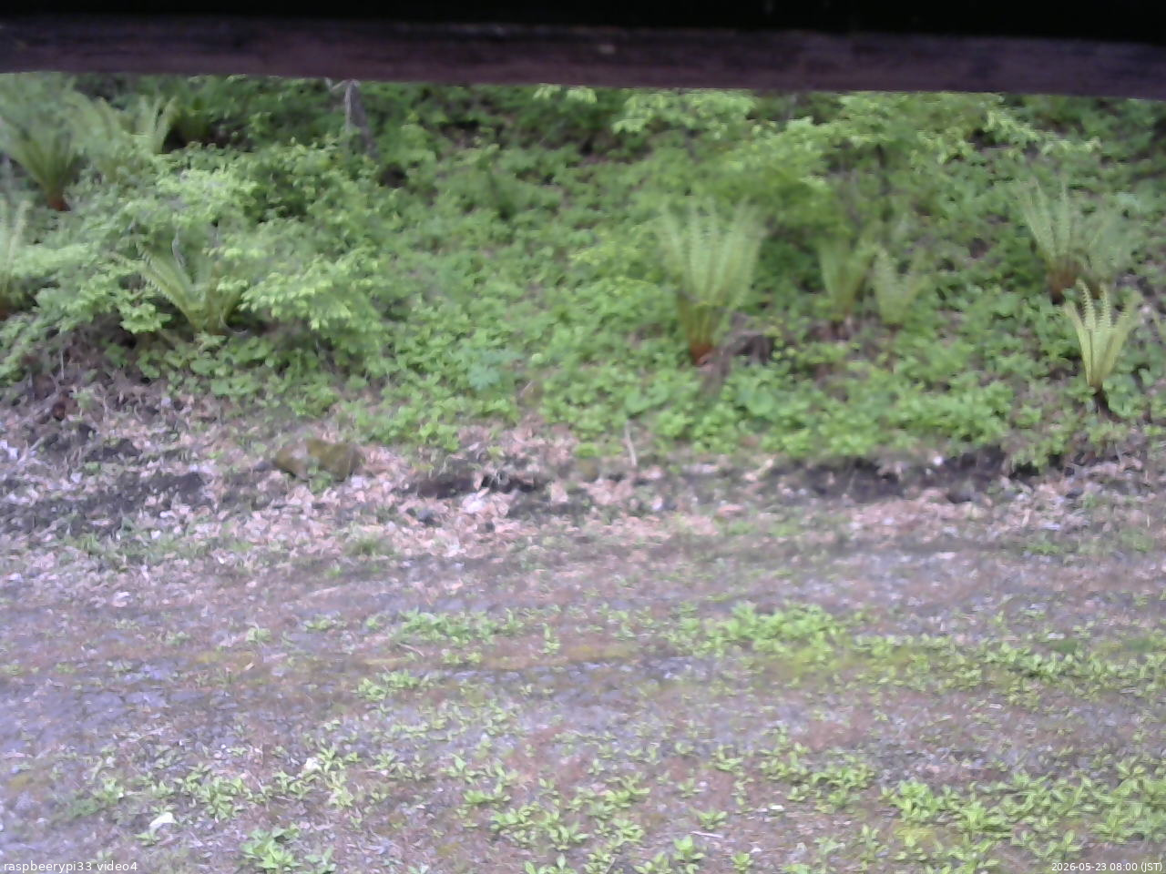長野県菅平高原 ゆたか山荘 東側(坂下) 2026/05/23 08:00