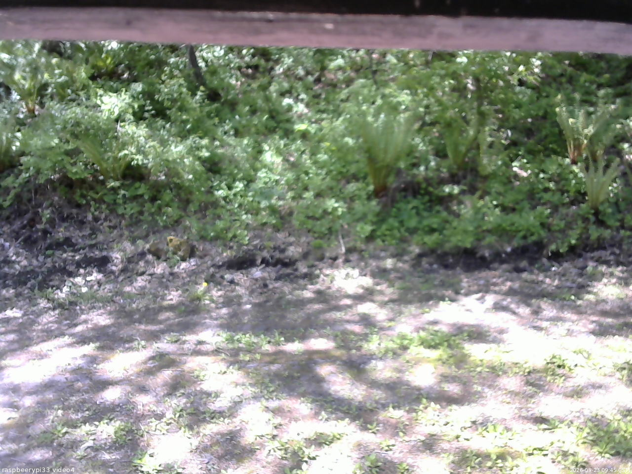 長野県菅平高原 ゆたか山荘 東側(坂下) 2026/05/23 09:45