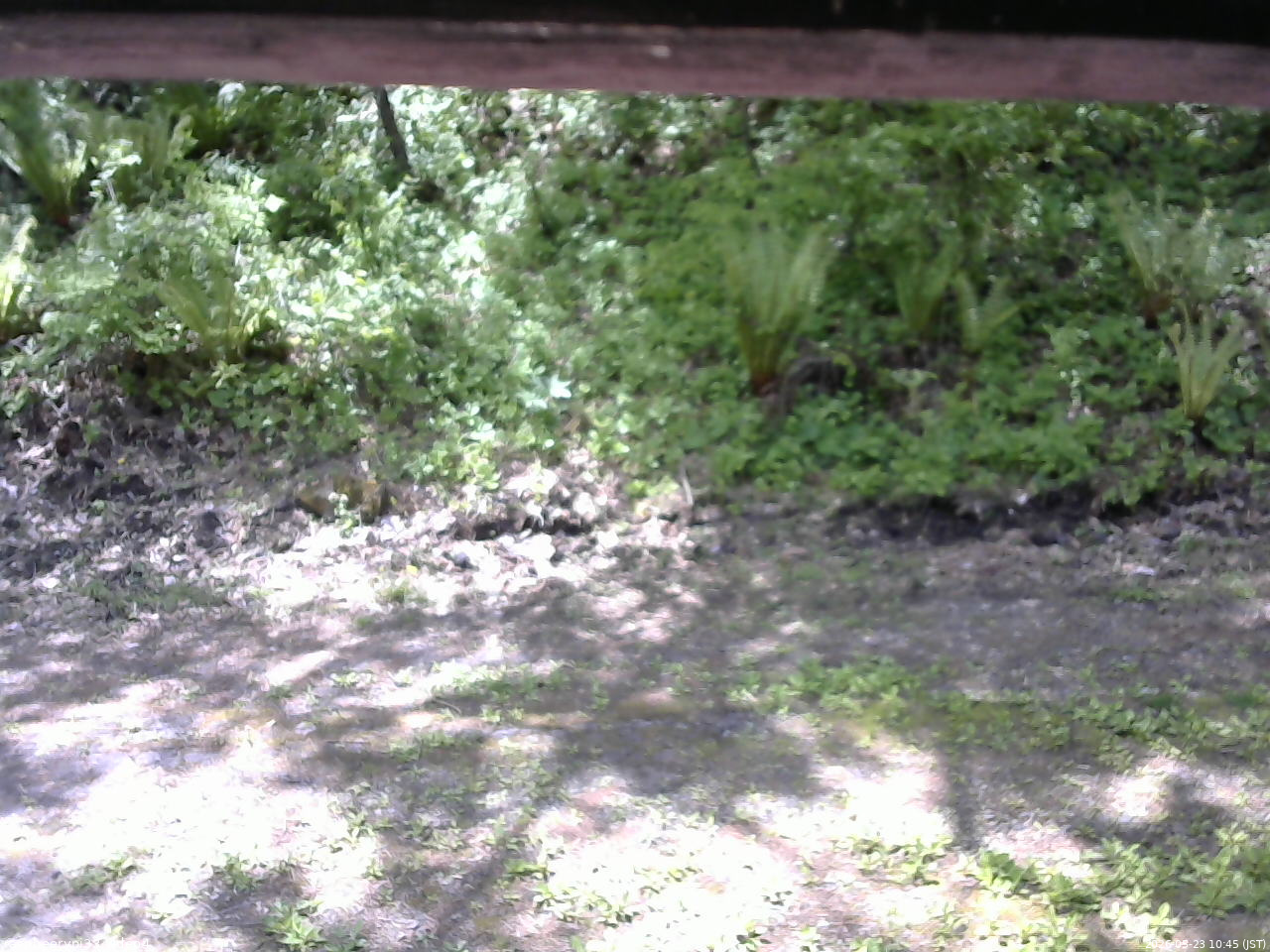 長野県菅平高原 ゆたか山荘 東側(坂下) 2026/05/23 10:45