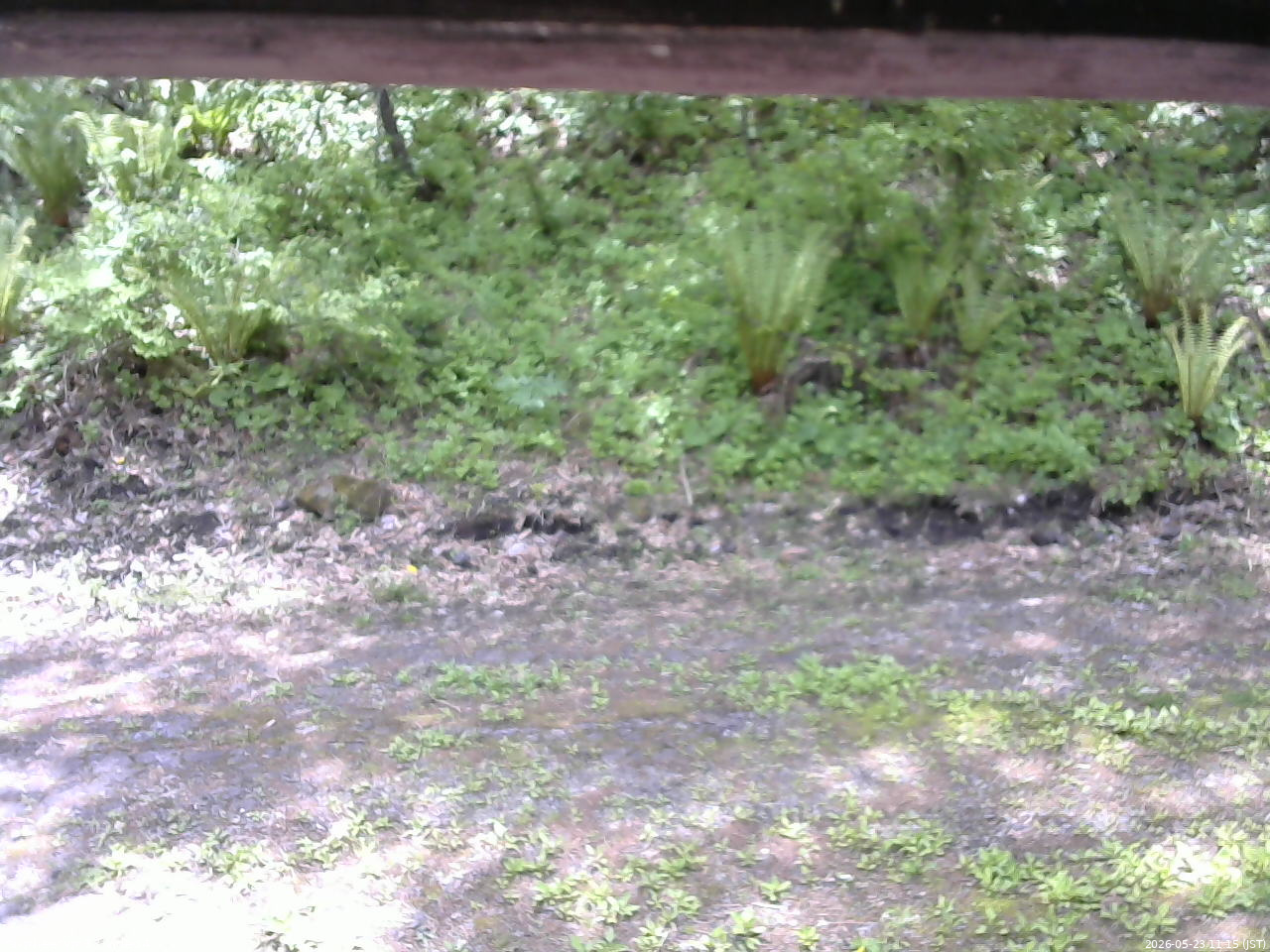 長野県菅平高原 ゆたか山荘 東側(坂下) 2026/05/23 11:15