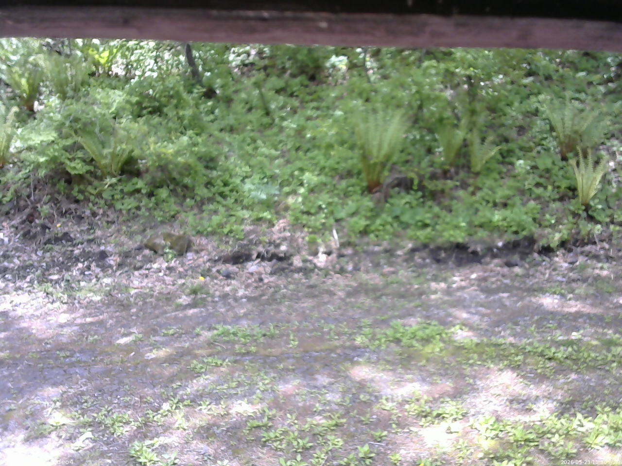 長野県菅平高原 ゆたか山荘 東側(坂下) 2026/05/23 11:30