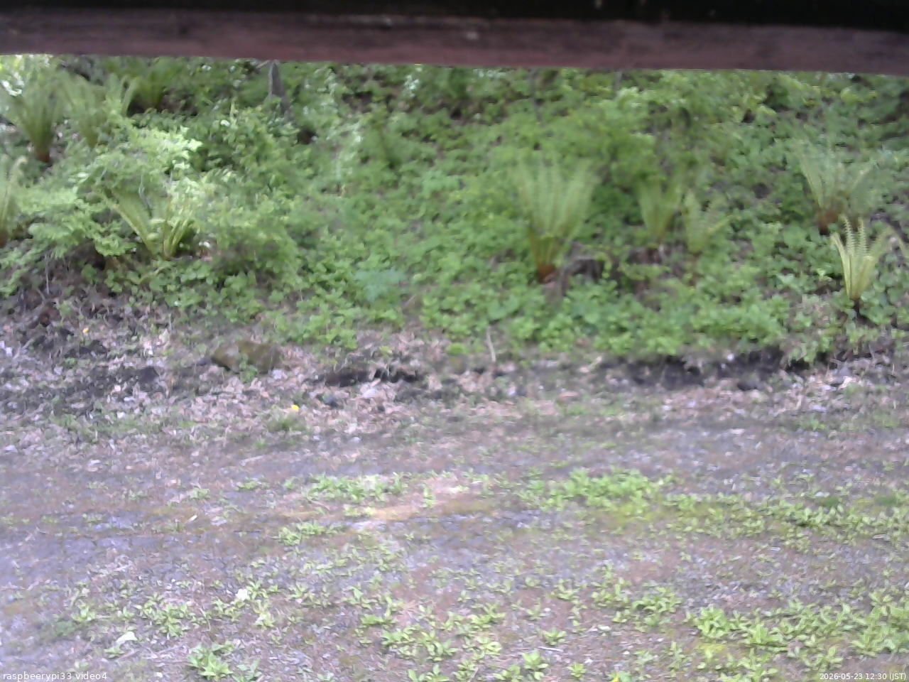 長野県菅平高原 ゆたか山荘 東側(坂下) 2026/05/23 12:30