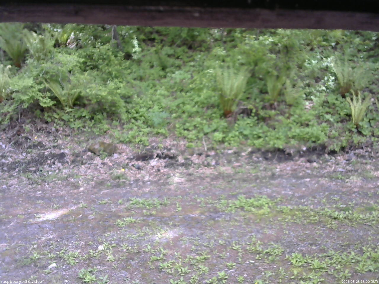 長野県菅平高原 ゆたか山荘 東側(坂下) 2026/05/23 13:00