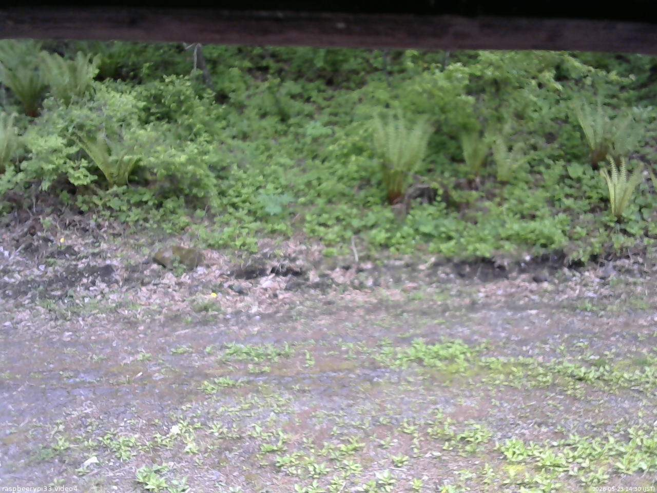 長野県菅平高原 ゆたか山荘 東側(坂下) 2026/05/23 14:30