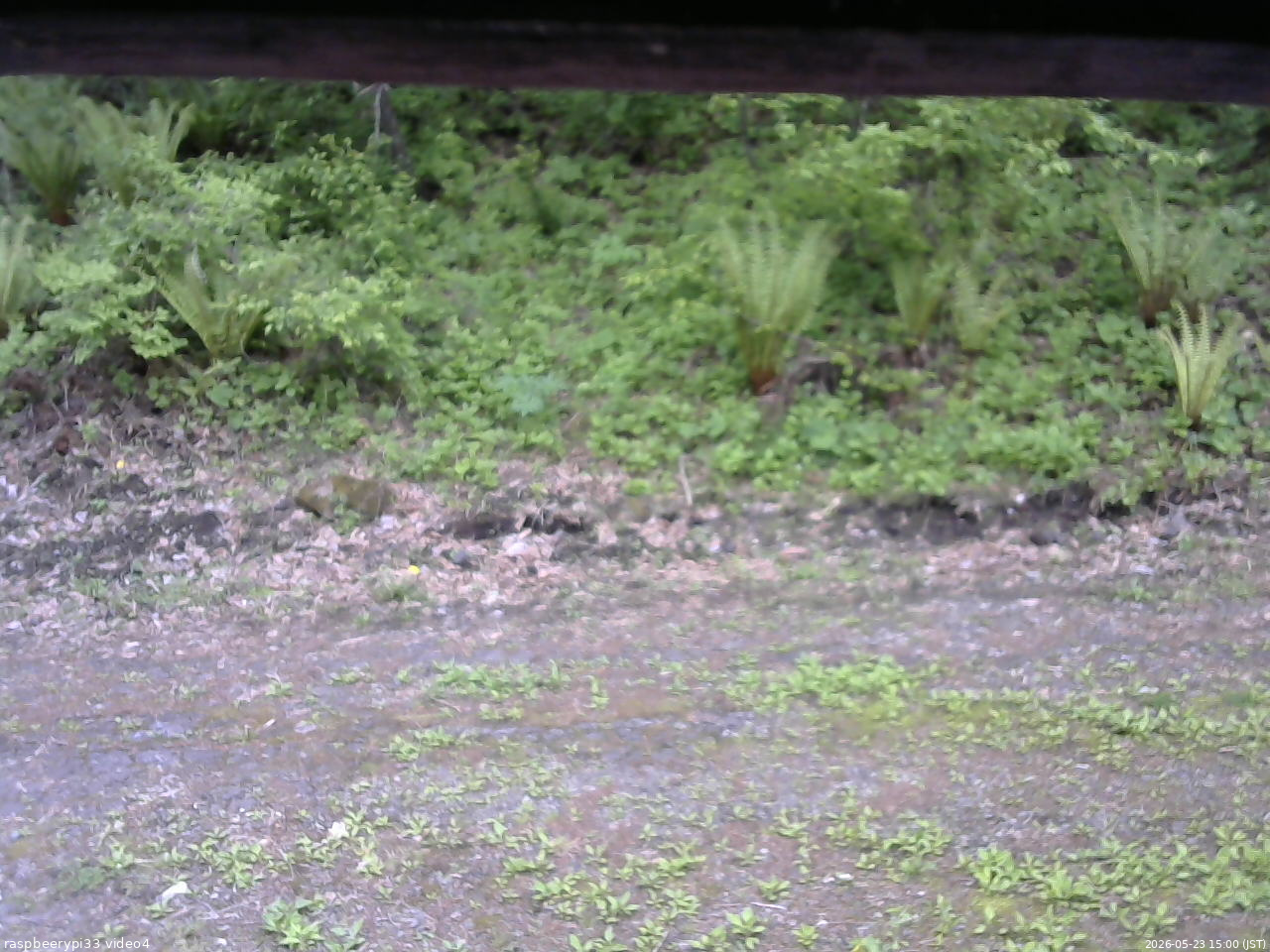 長野県菅平高原 ゆたか山荘 東側(坂下) 2026/05/23 15:00