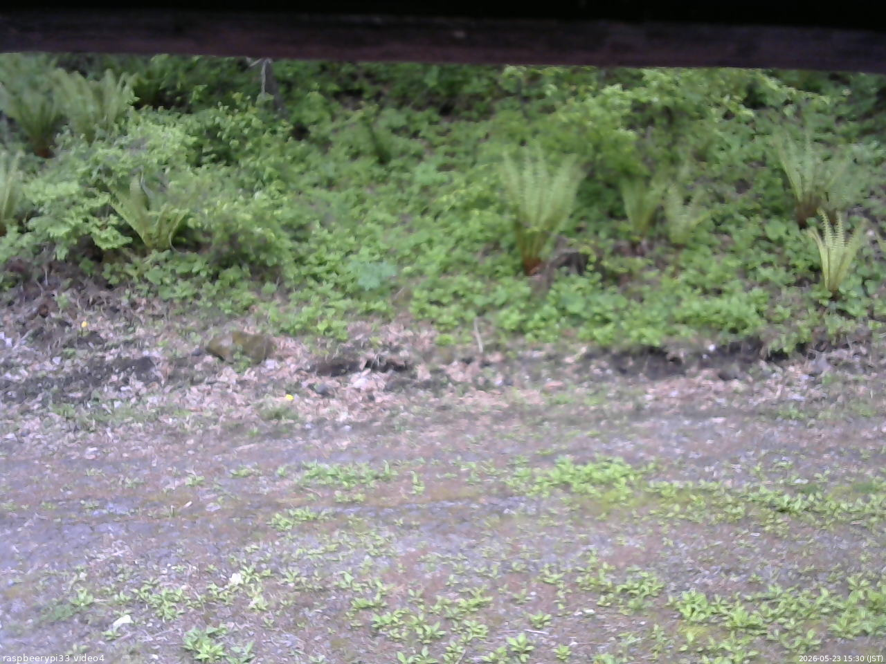 長野県菅平高原 ゆたか山荘 東側(坂下) 2026/05/23 15:30