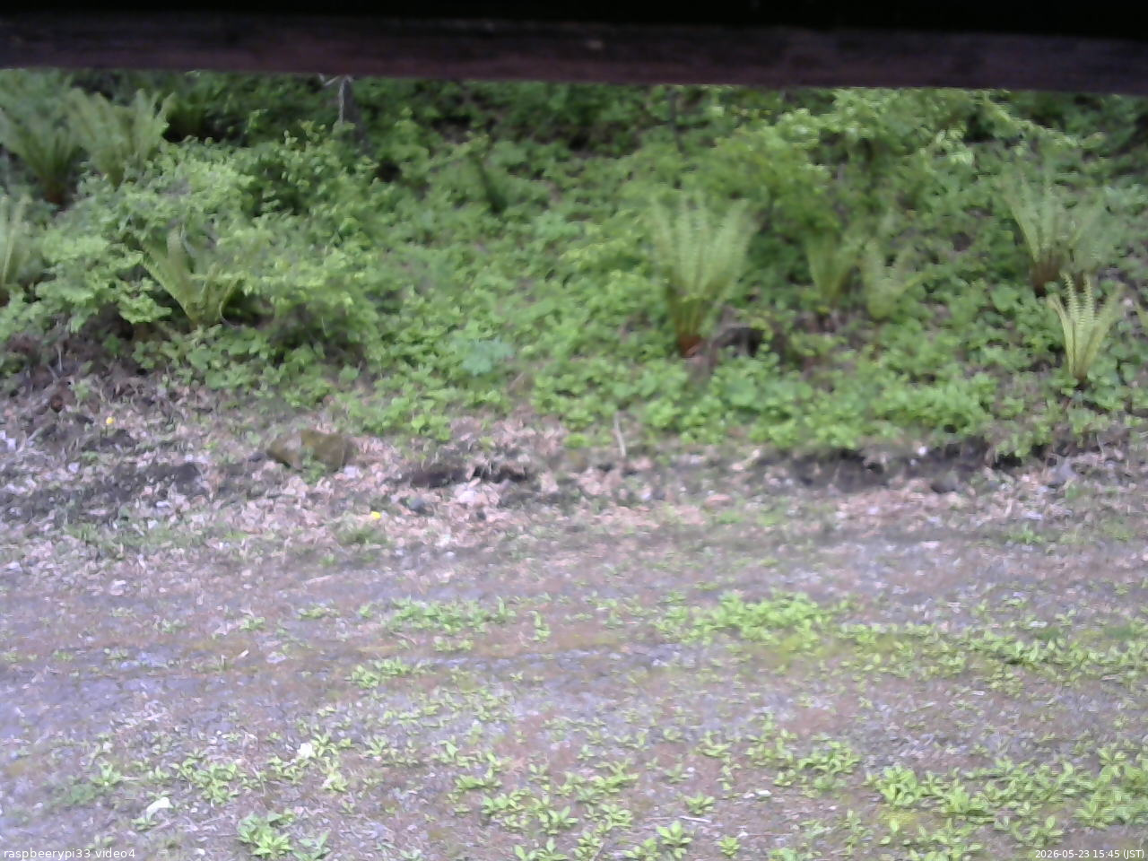 長野県菅平高原 ゆたか山荘 東側(坂下) 2026/05/23 15:45