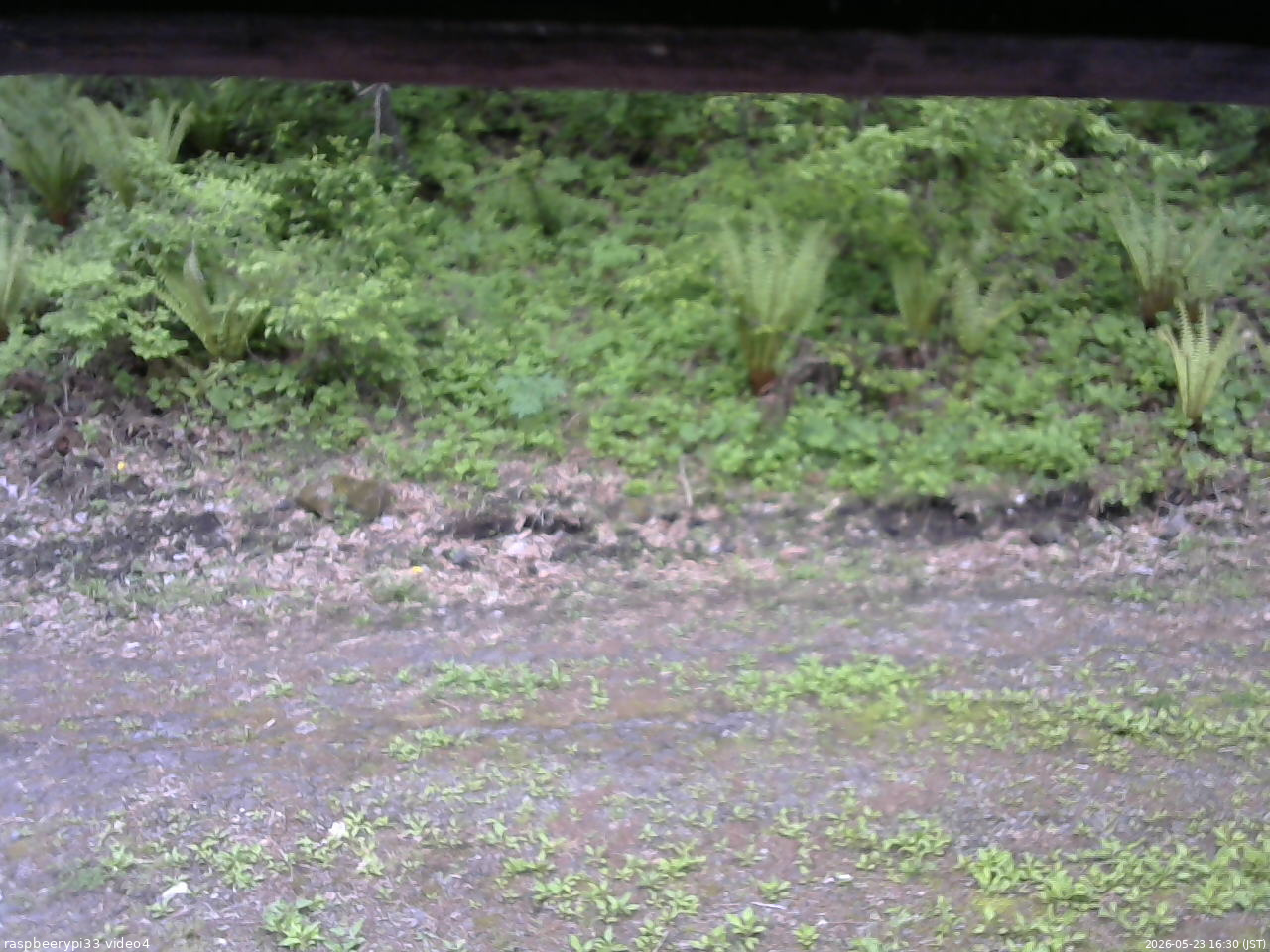 長野県菅平高原 ゆたか山荘 東側(坂下) 2026/05/23 16:30