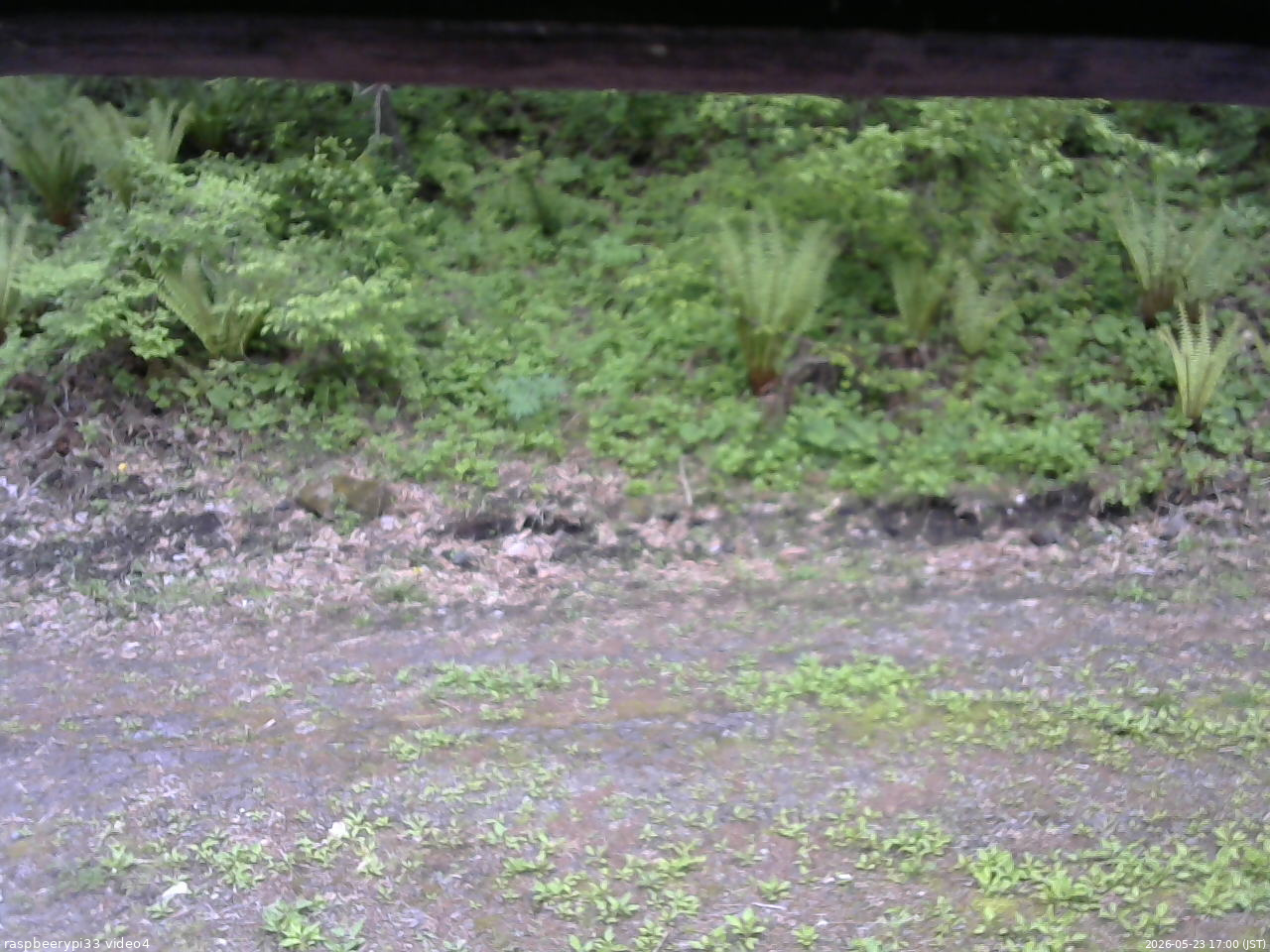 長野県菅平高原 ゆたか山荘 東側(坂下) 2026/05/23 17:00