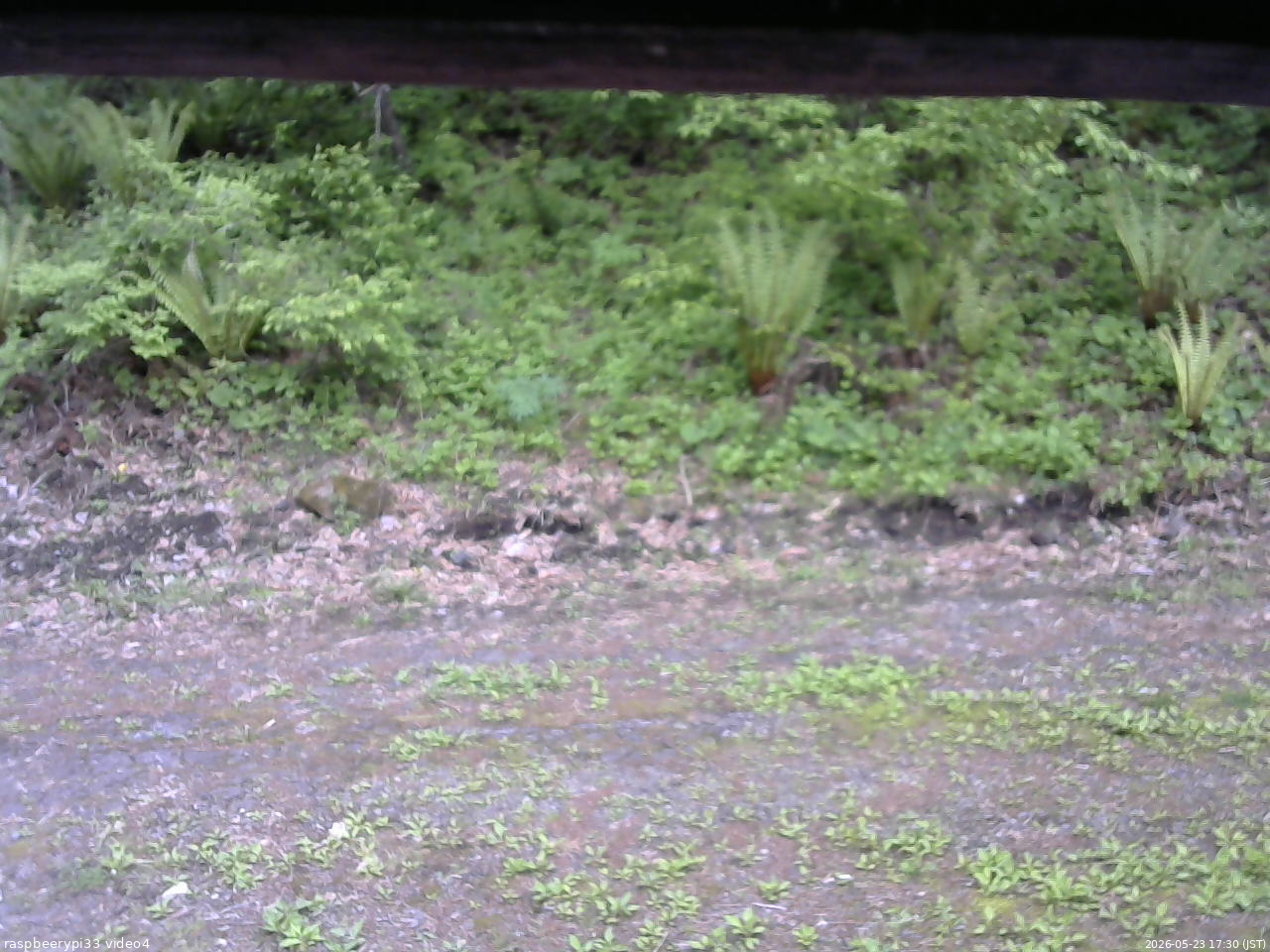 長野県菅平高原 ゆたか山荘 東側(坂下) 2026/05/23 17:30