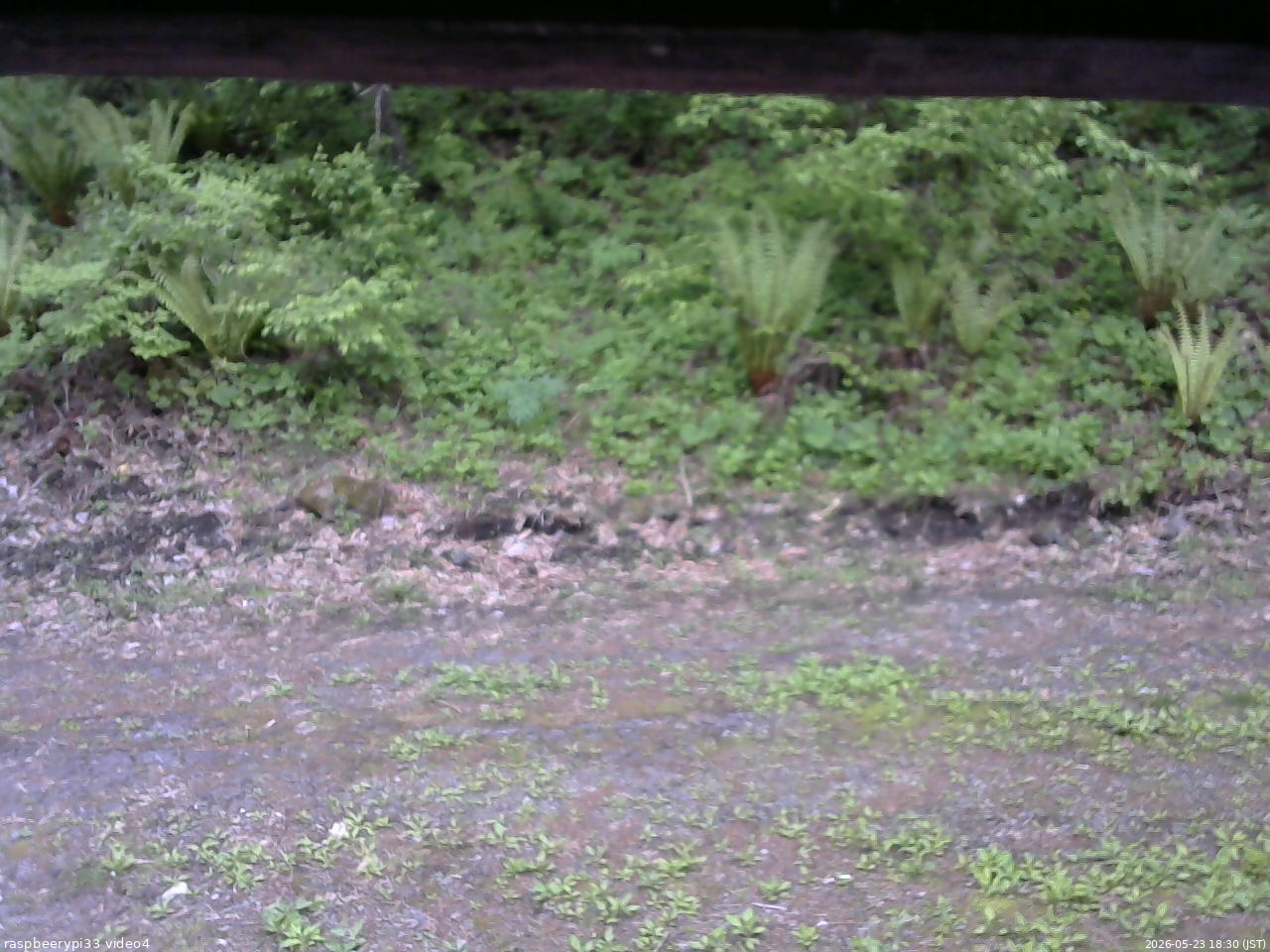 長野県菅平高原 ゆたか山荘 東側(坂下) 2026/05/23 18:30