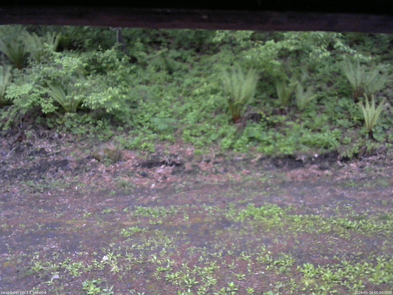 長野県菅平高原 ゆたか山荘 東側(坂下) 2026/05/24 05:00