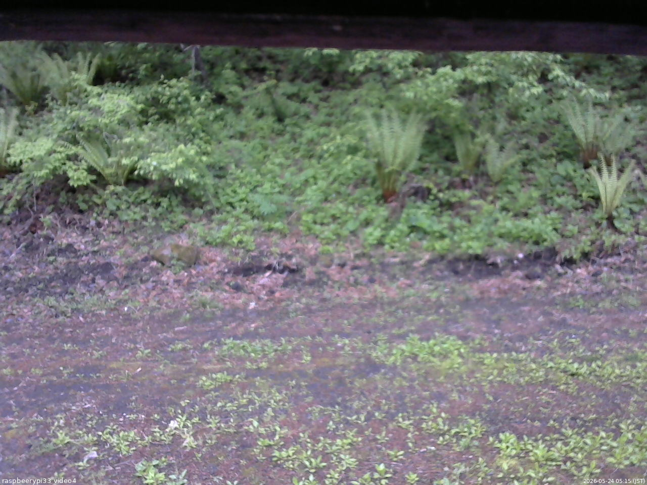 長野県菅平高原 ゆたか山荘 東側(坂下) 2026/05/24 05:15