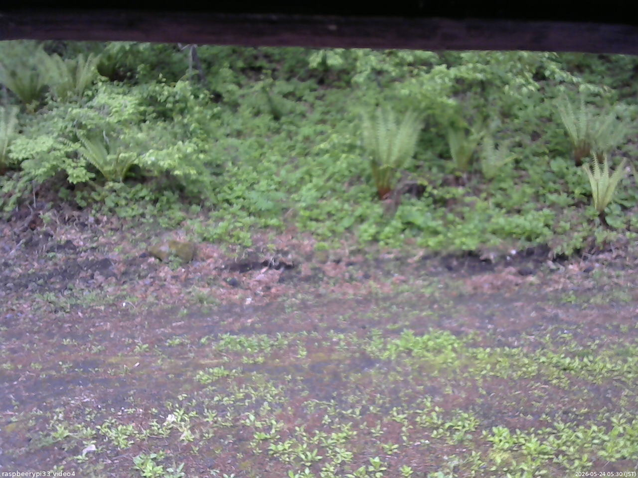長野県菅平高原 ゆたか山荘 東側(坂下) 2026/05/24 05:30