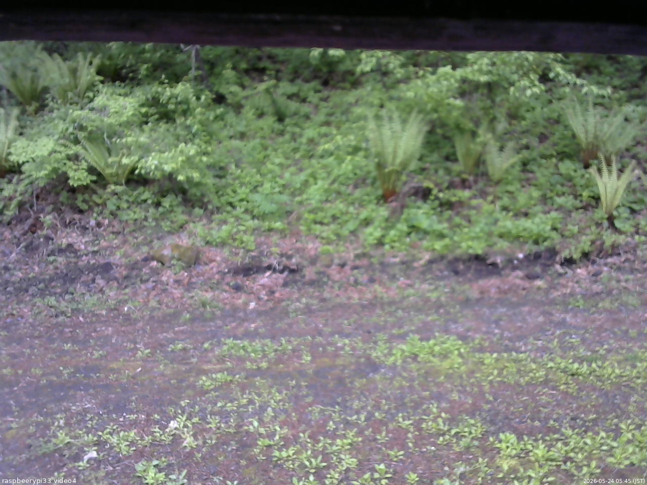 長野県菅平高原 ゆたか山荘 東側(坂下) 2026/05/24 05:45