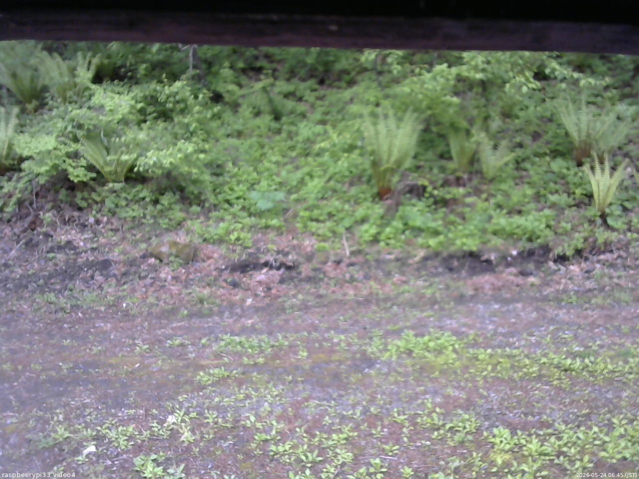 長野県菅平高原 ゆたか山荘 東側(坂下) 2026/05/24 06:45