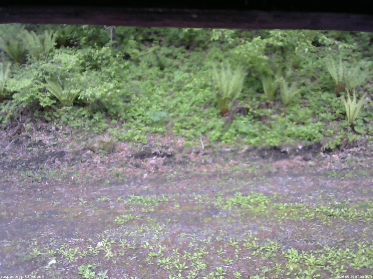 長野県菅平高原 ゆたか山荘 東側(坂下) 2026/05/24 07:00