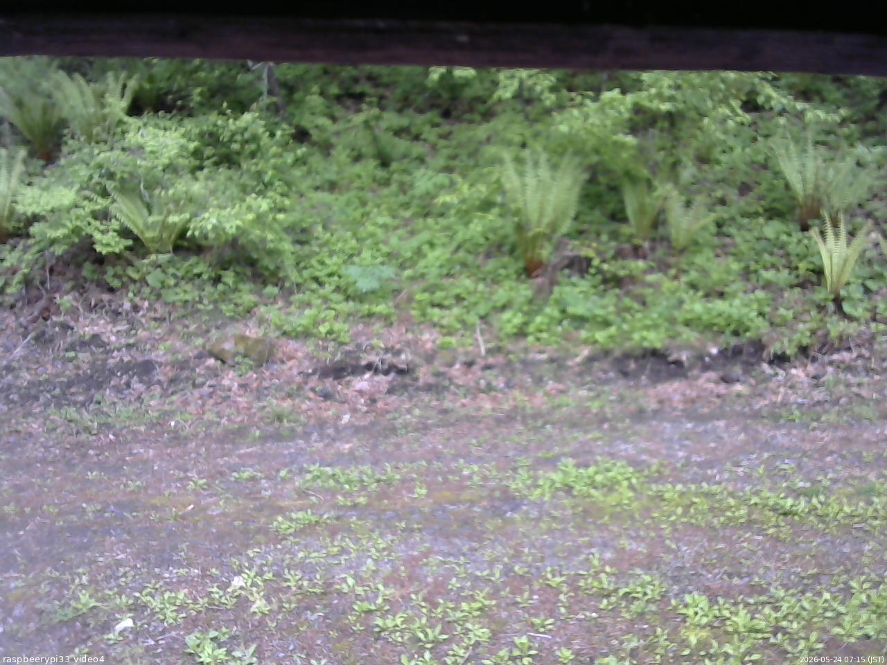 長野県菅平高原 ゆたか山荘 東側(坂下) 2026/05/24 07:15