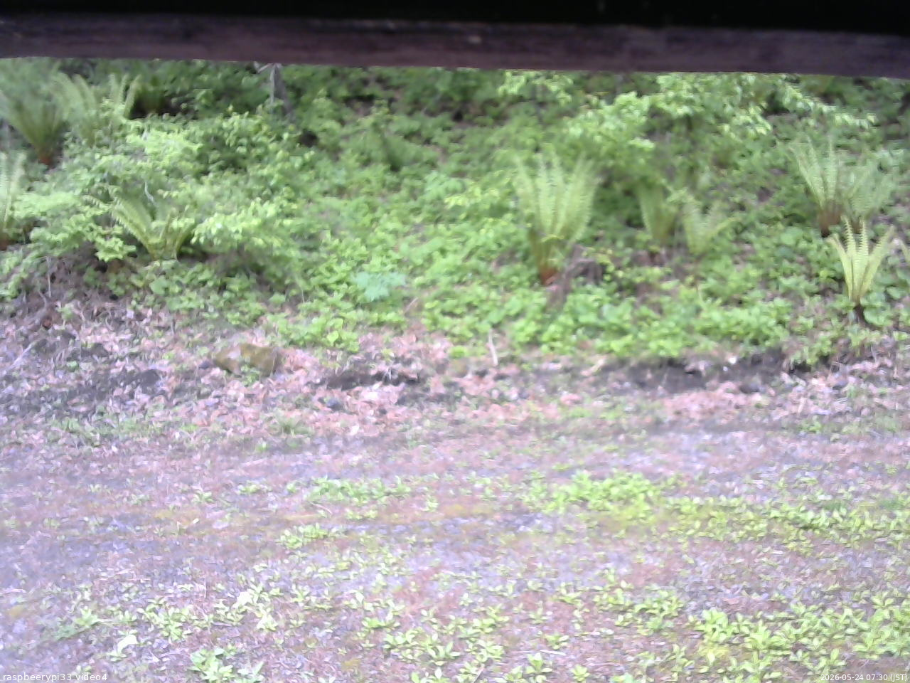 長野県菅平高原 ゆたか山荘 東側(坂下) 2026/05/24 07:30