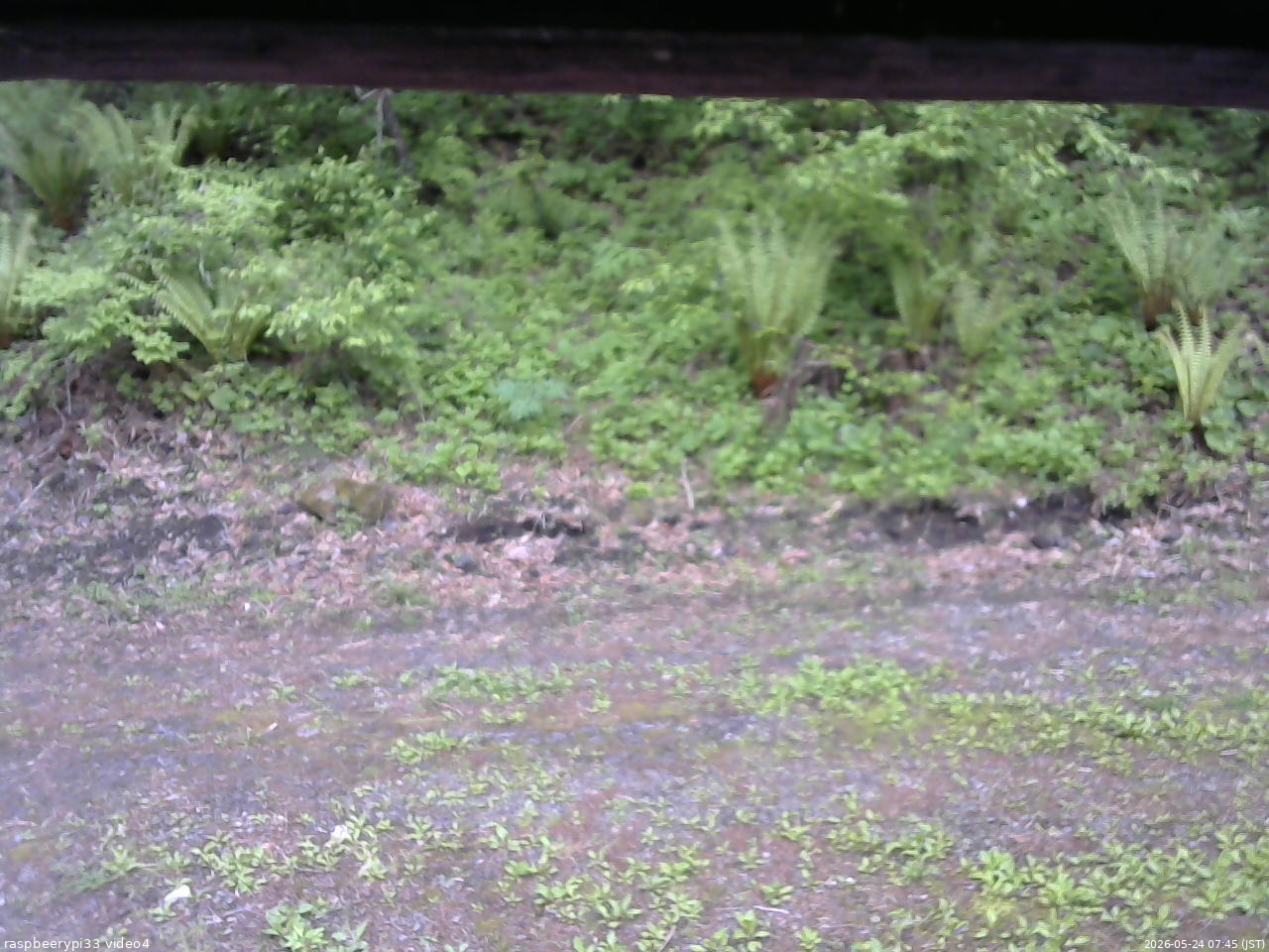 長野県菅平高原 ゆたか山荘 東側(坂下) 2026/05/24 07:45