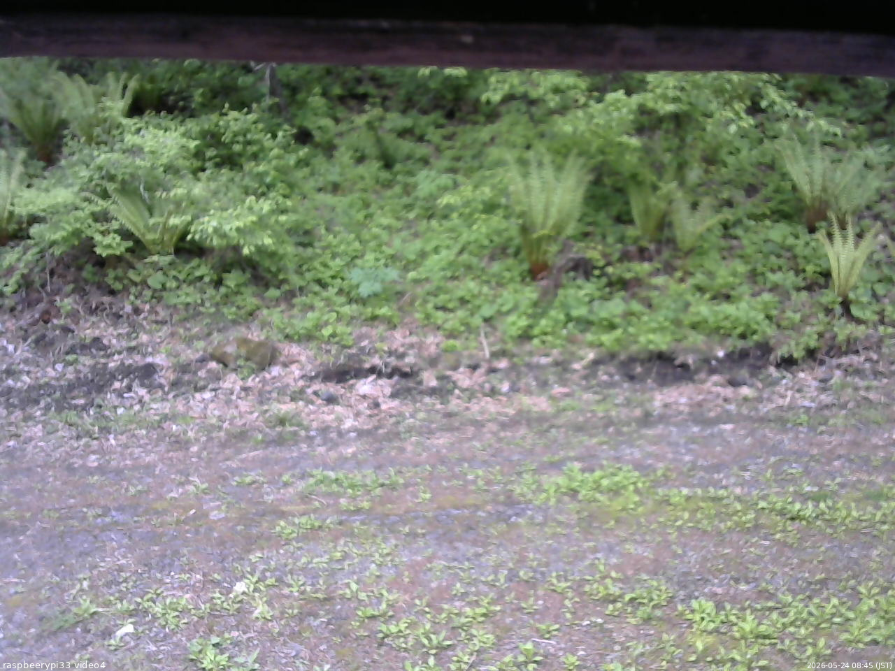 長野県菅平高原 ゆたか山荘 東側(坂下) 2026/05/24 08:45