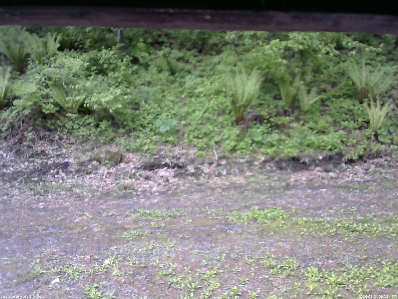 長野県菅平高原 ゆたか山荘 東側(坂下) 2026/05/24 09:15