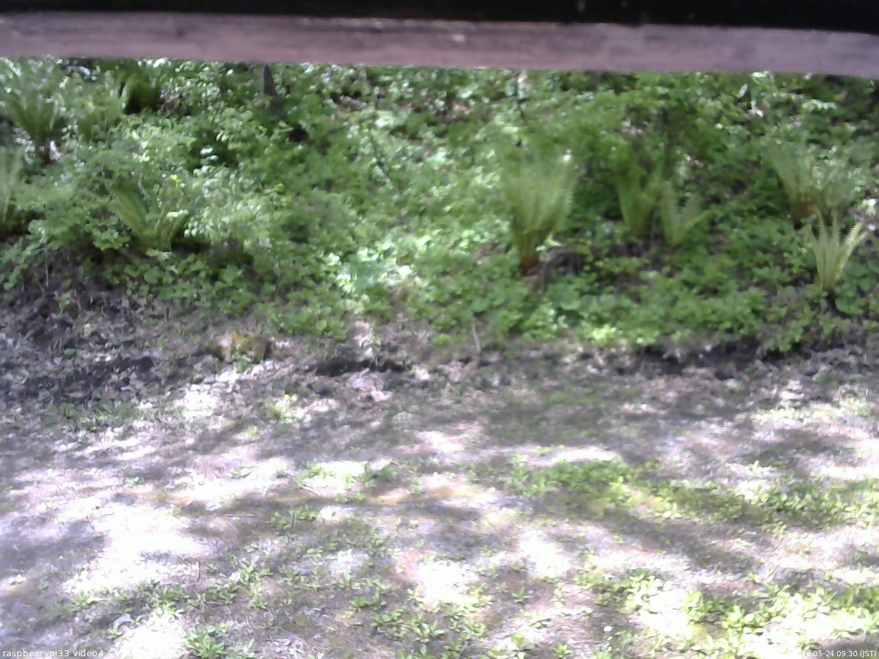 長野県菅平高原 ゆたか山荘 東側(坂下) 2026/05/24 09:30