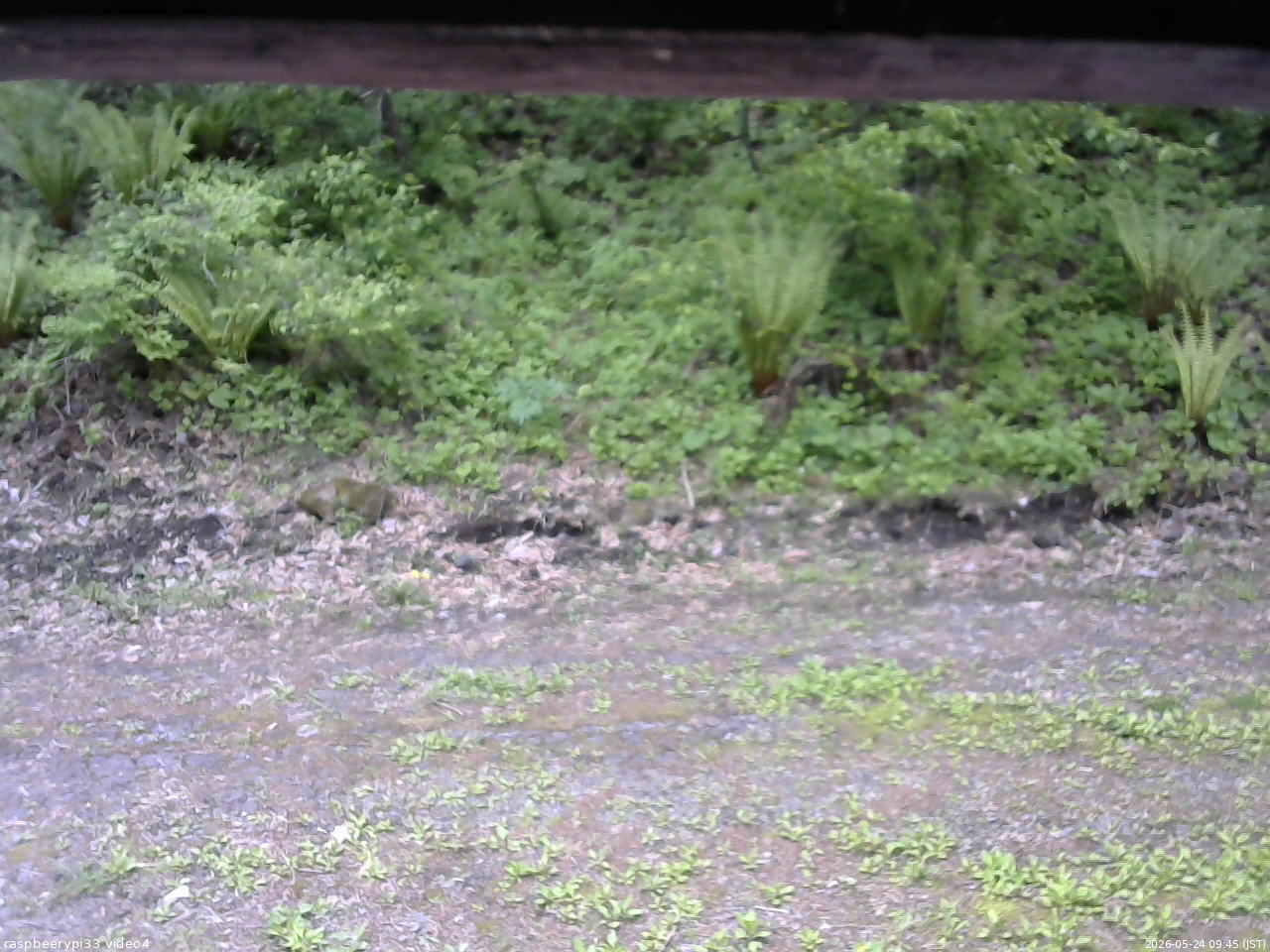 長野県菅平高原 ゆたか山荘 東側(坂下) 2026/05/24 09:45