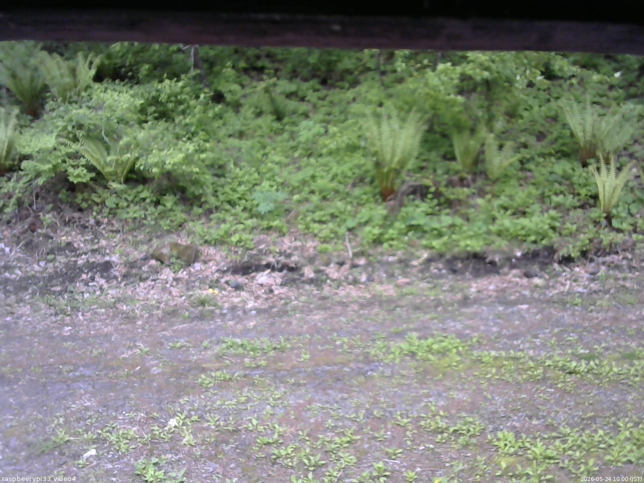 長野県菅平高原 ゆたか山荘 東側(坂下) 2026/05/24 10:00