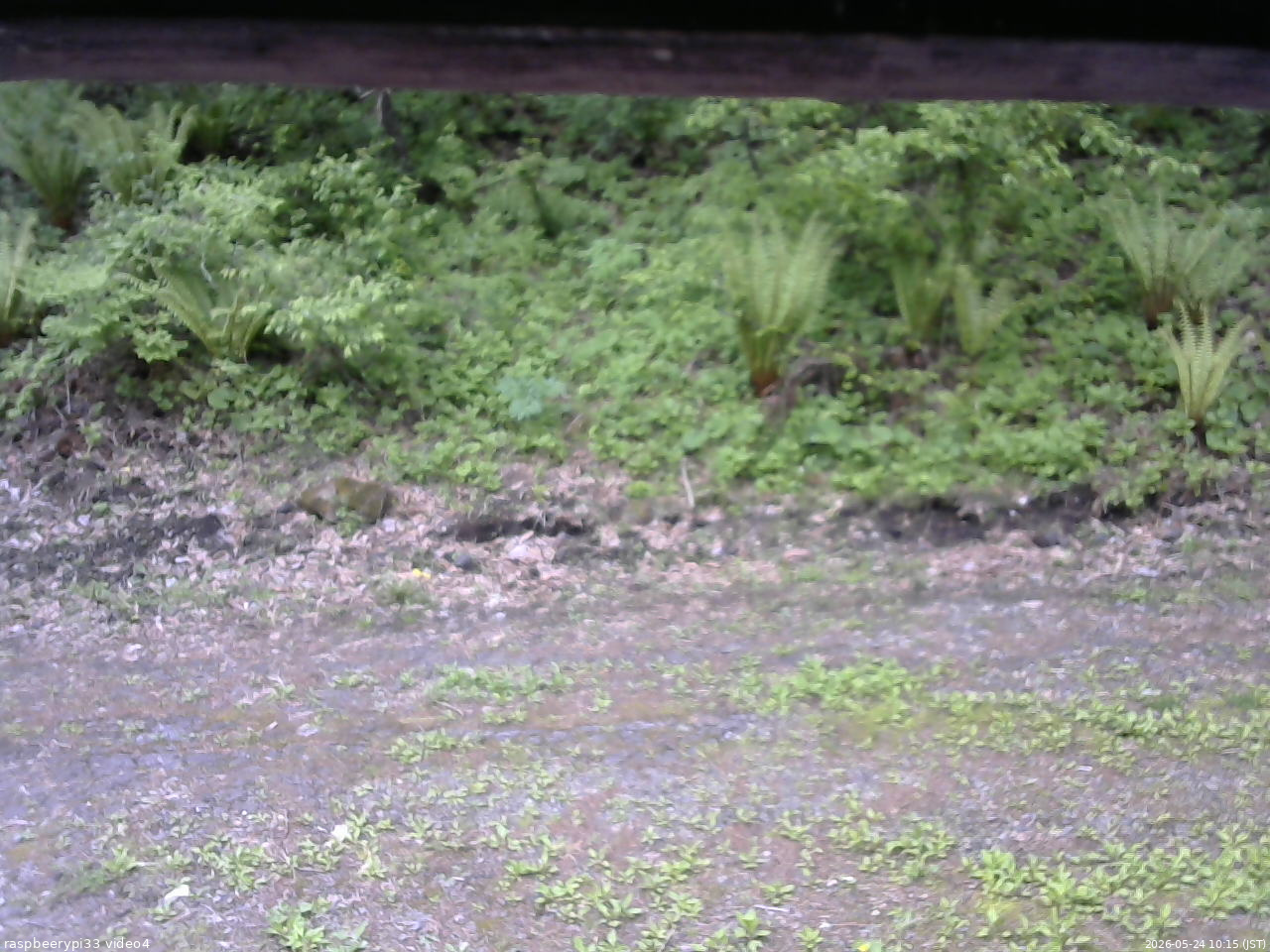 長野県菅平高原 ゆたか山荘 東側(坂下) 2026/05/24 10:15