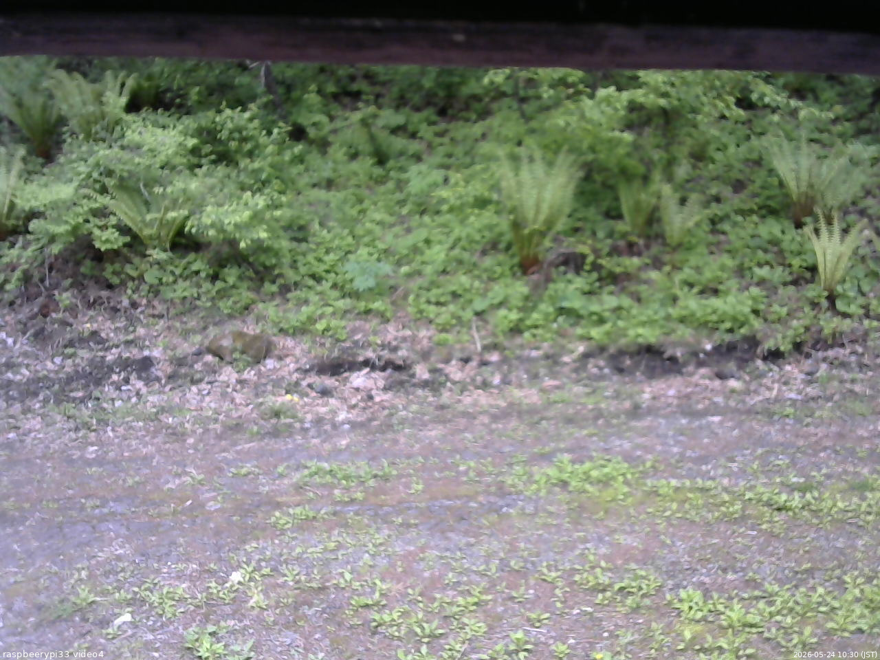 長野県菅平高原 ゆたか山荘 東側(坂下) 2026/05/24 10:30
