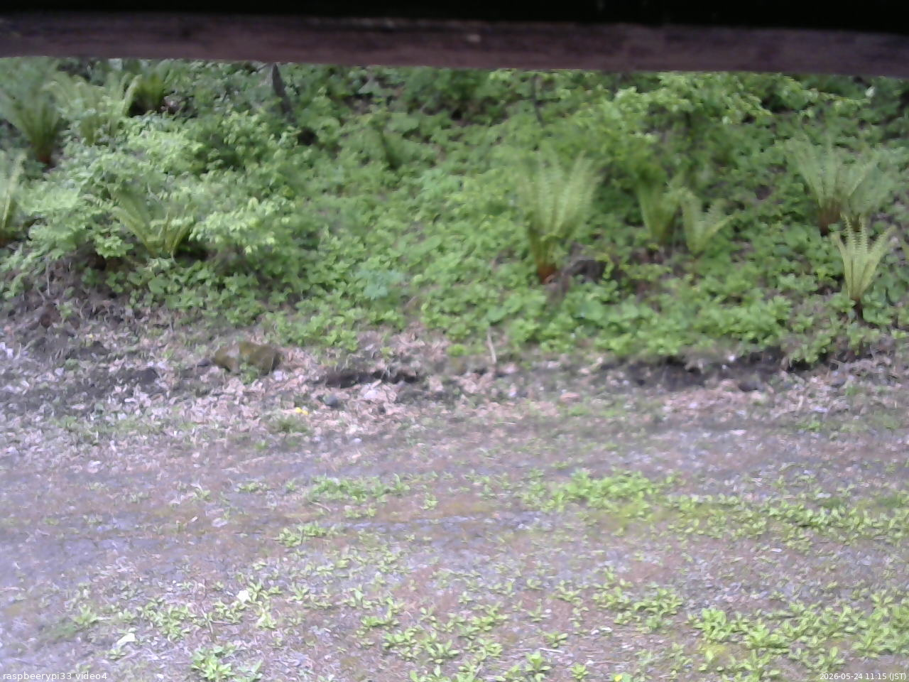 長野県菅平高原 ゆたか山荘 東側(坂下) 2026/05/24 11:15