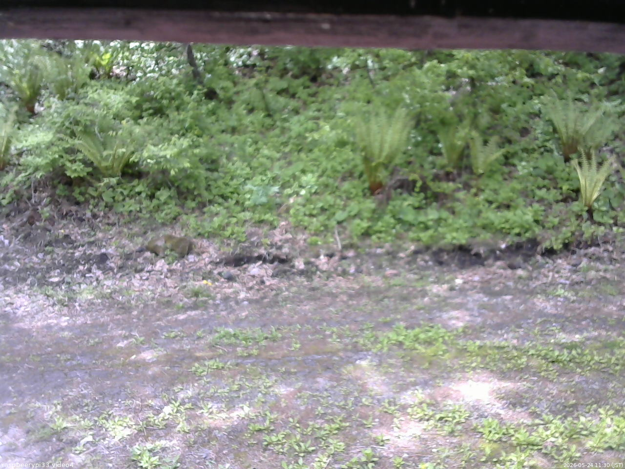 長野県菅平高原 ゆたか山荘 東側(坂下) 2026/05/24 11:30