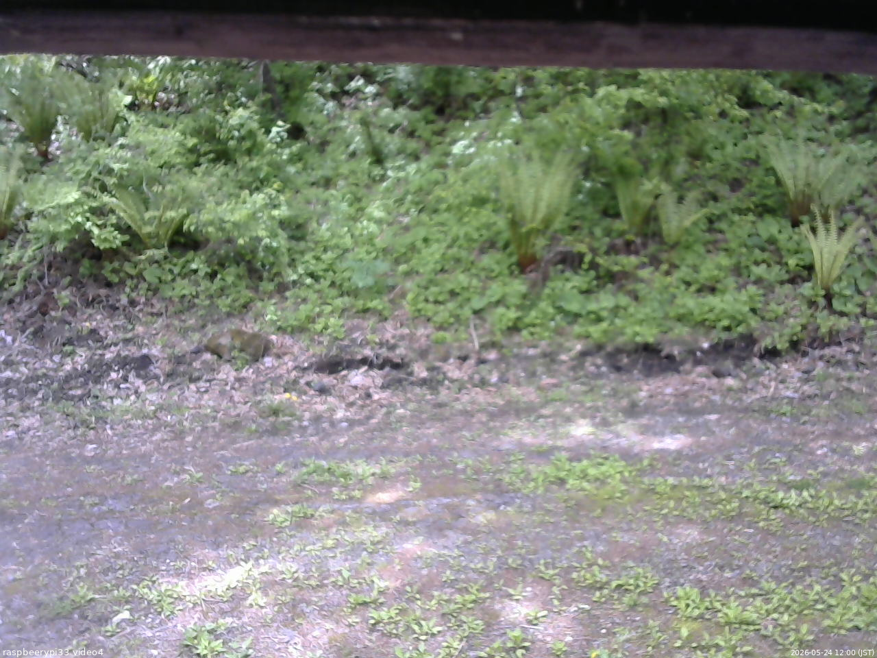 長野県菅平高原 ゆたか山荘 東側(坂下) 2026/05/24 12:00