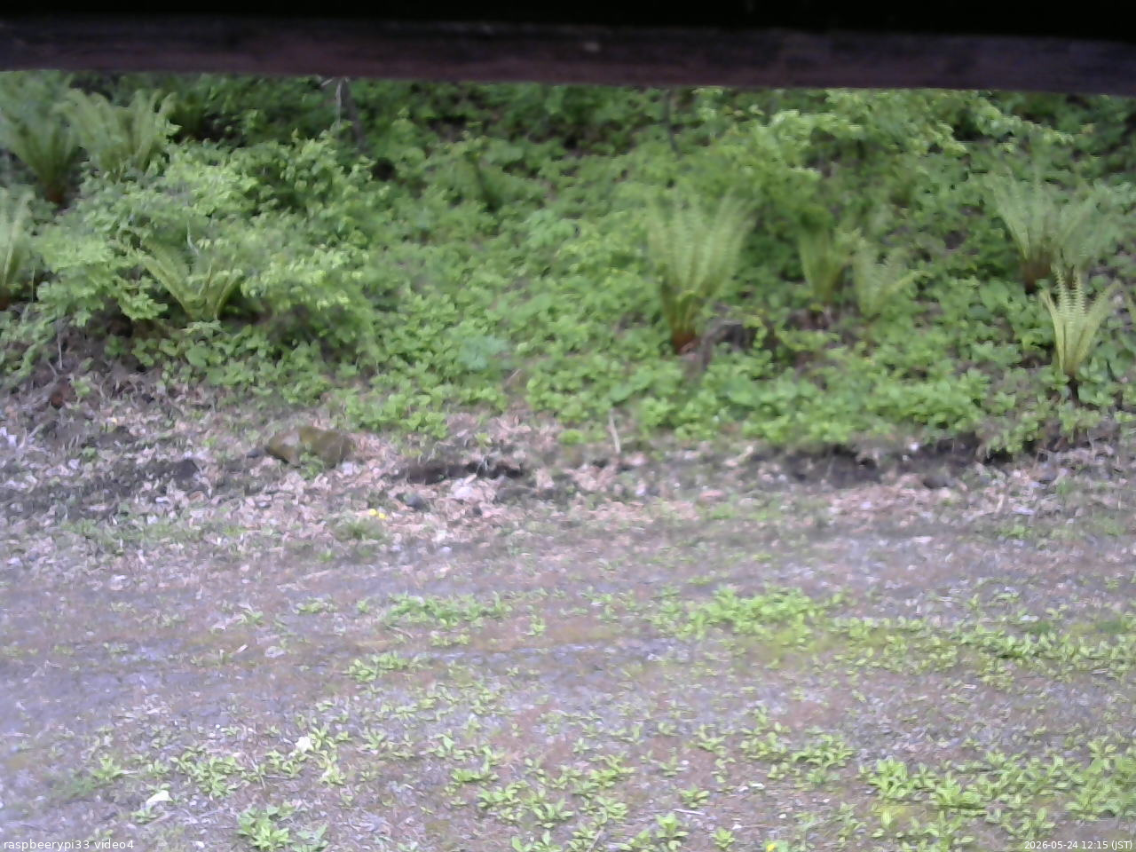 長野県菅平高原 ゆたか山荘 東側(坂下) 2026/05/24 12:15
