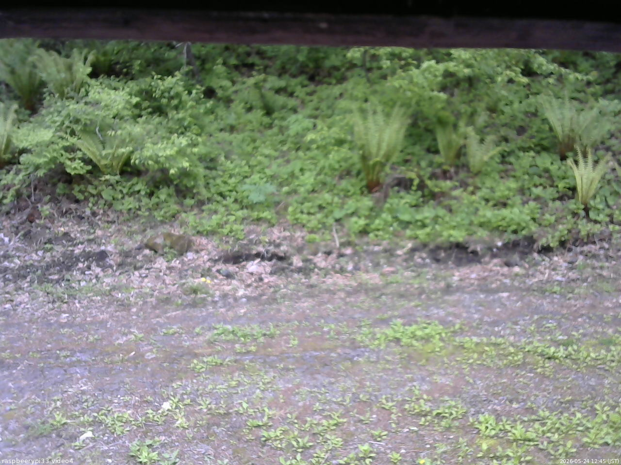 長野県菅平高原 ゆたか山荘 東側(坂下) 2026/05/24 12:45