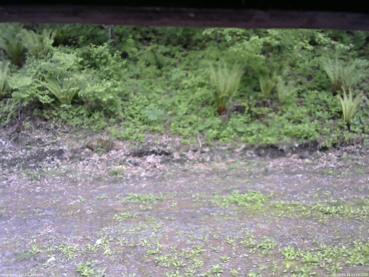 長野県菅平高原 ゆたか山荘 東側(坂下) 2026/05/24 13:00
