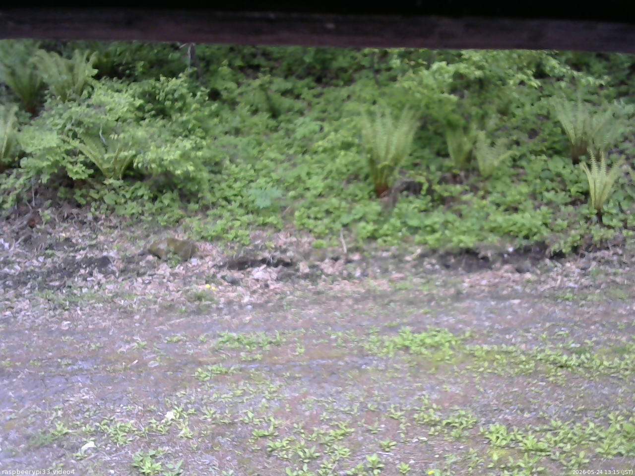 長野県菅平高原 ゆたか山荘 東側(坂下) 2026/05/24 13:15