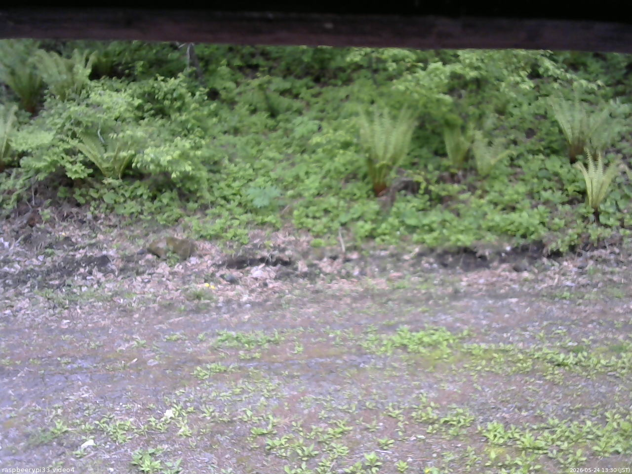 長野県菅平高原 ゆたか山荘 東側(坂下) 2026/05/24 13:30