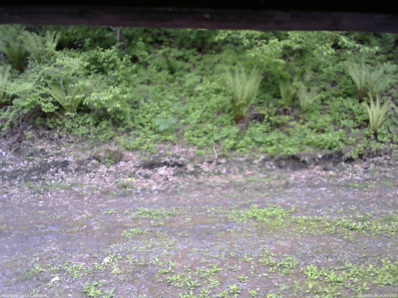長野県菅平高原 ゆたか山荘 東側(坂下) 2026/05/24 14:00