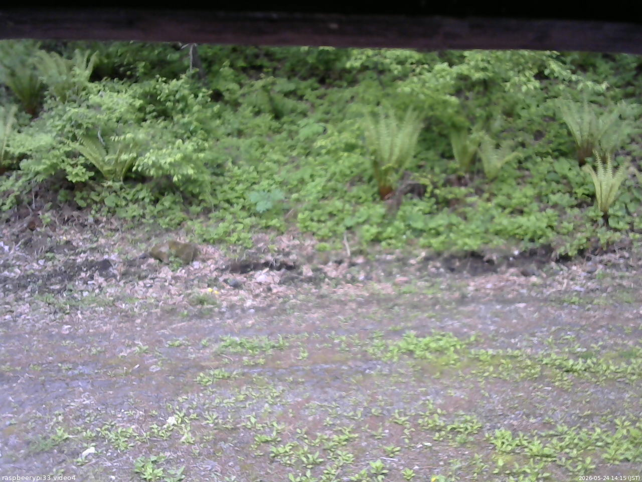 長野県菅平高原 ゆたか山荘 東側(坂下) 2026/05/24 14:15