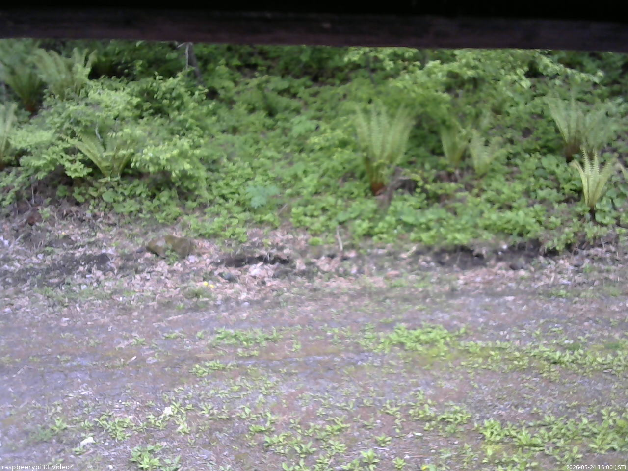 長野県菅平高原 ゆたか山荘 東側(坂下) 2026/05/24 15:00