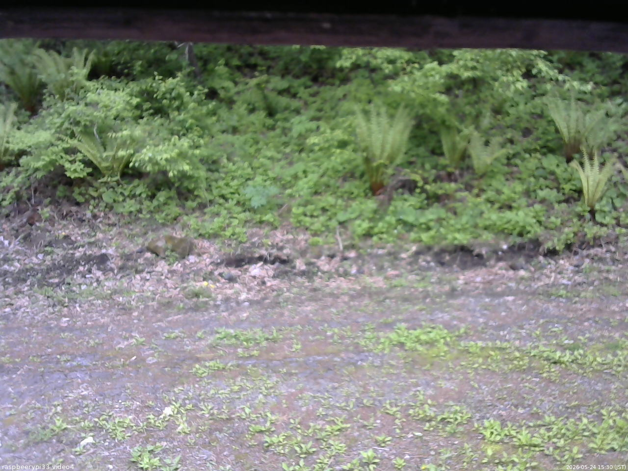 長野県菅平高原 ゆたか山荘 東側(坂下) 2026/05/24 15:30