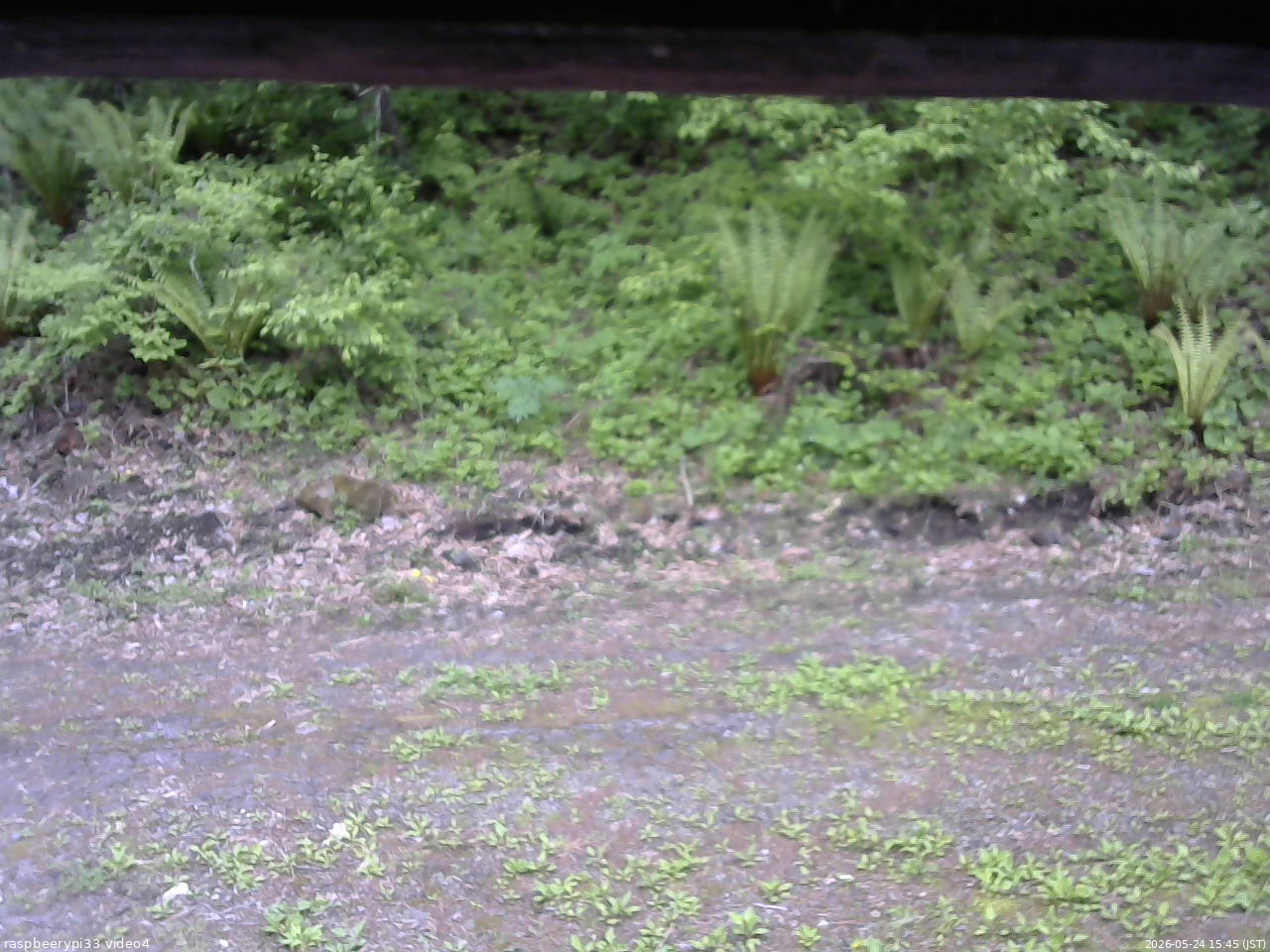 長野県菅平高原 ゆたか山荘 東側(坂下) 2026/05/24 15:45