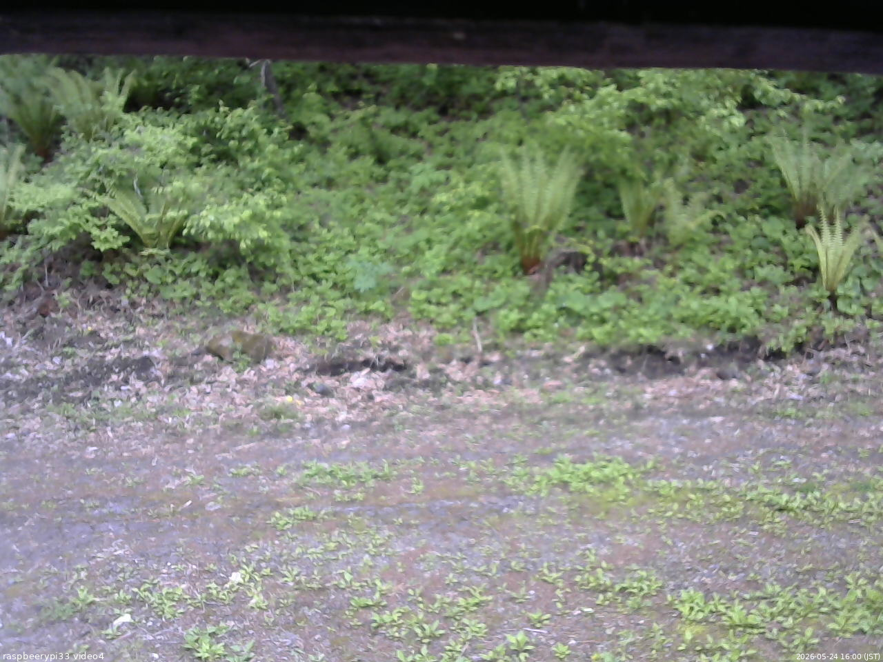 長野県菅平高原 ゆたか山荘 東側(坂下) 2026/05/24 16:00