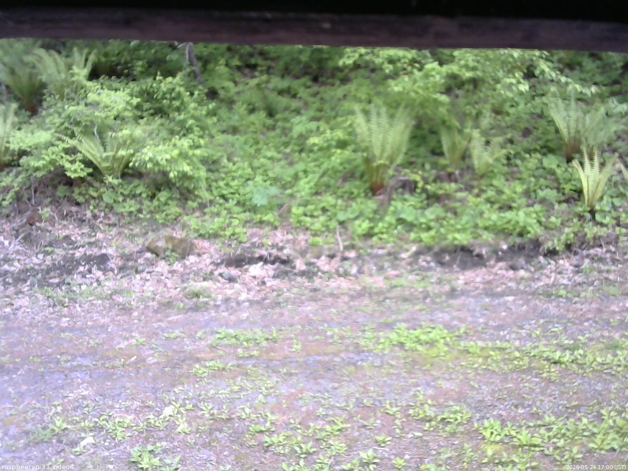 長野県菅平高原 ゆたか山荘 東側(坂下) 2026/05/24 17:00