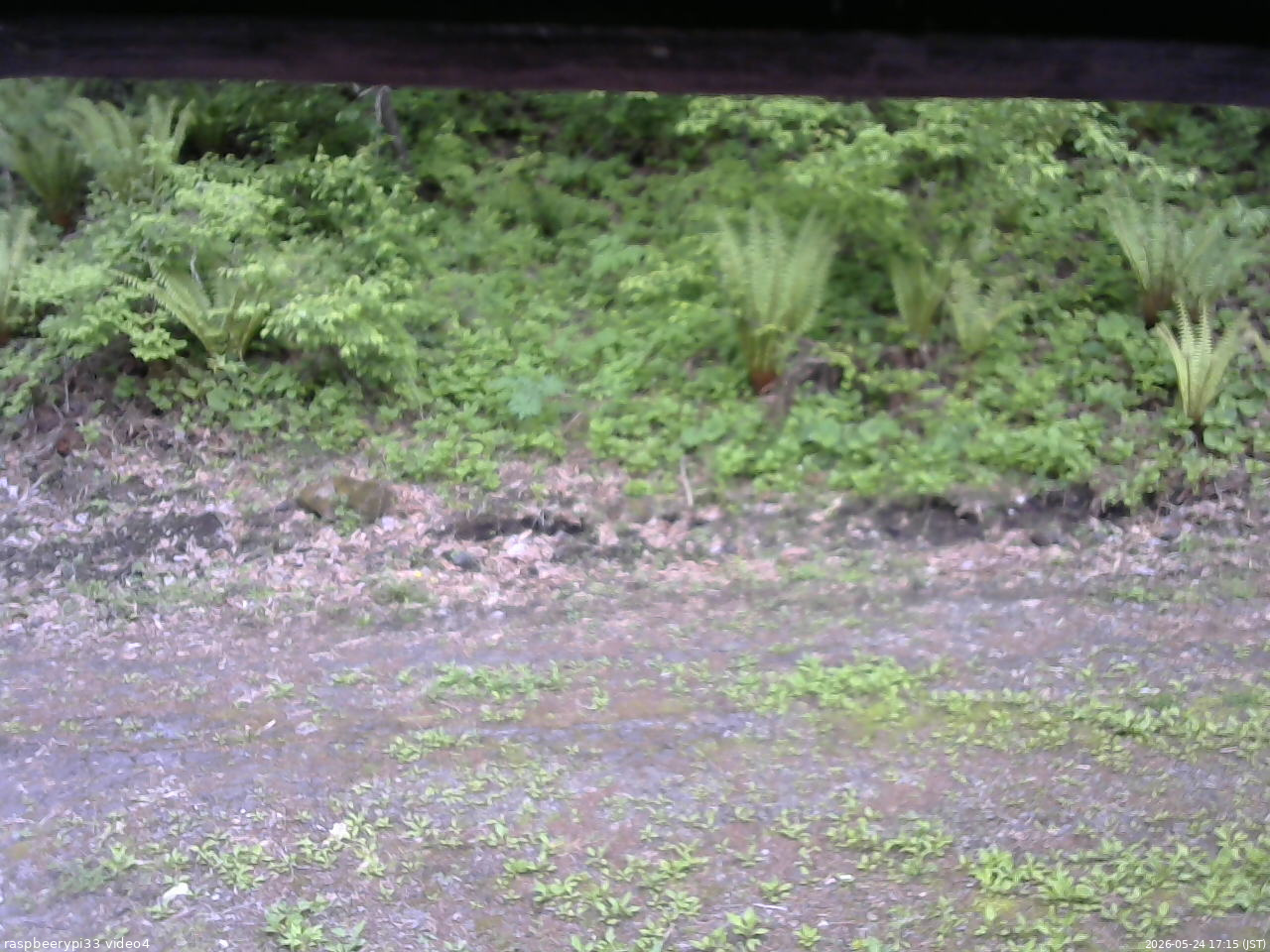 長野県菅平高原 ゆたか山荘 東側(坂下) 2026/05/24 17:15